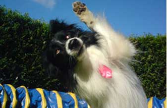 Canil Adestramento Valley Dog’s - Foto 1