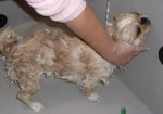 banho-e-tosa-de-animais-em-jacarei-1441987631