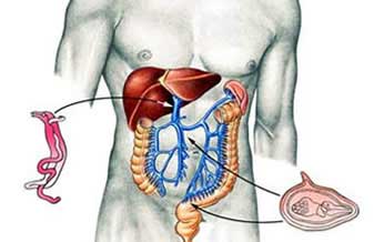Gastromed - Foto 1