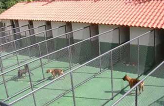 Giovani Cepinho Hotel Escola Para Cães - Foto 1