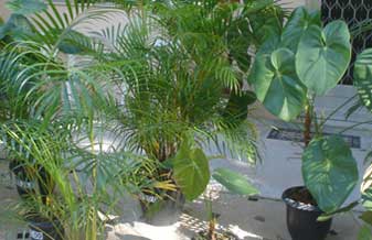 Casa Da Árvore Distribuidora De Plantas - Foto 1