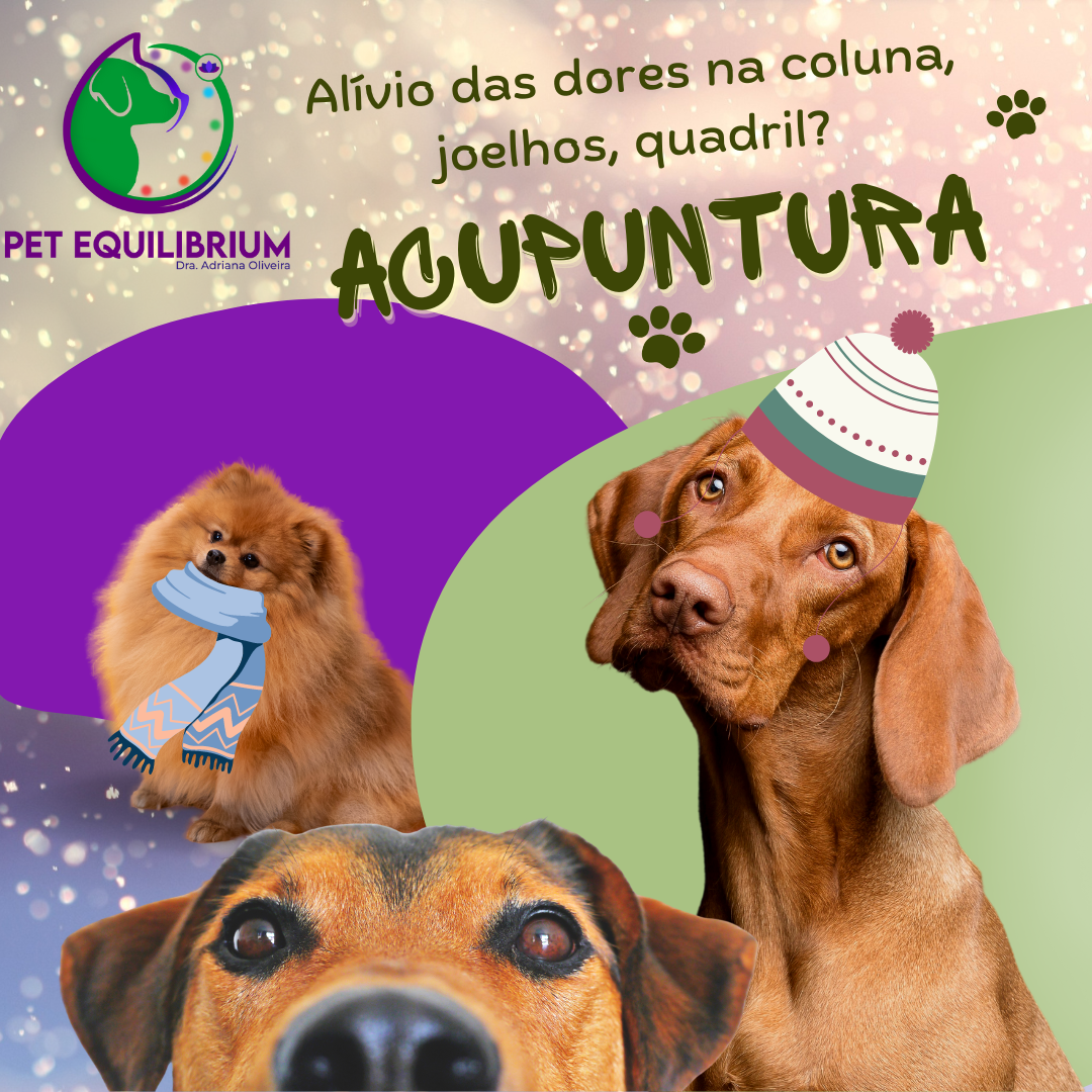 Pet Equilibrium Drª Adriana - Foto 3